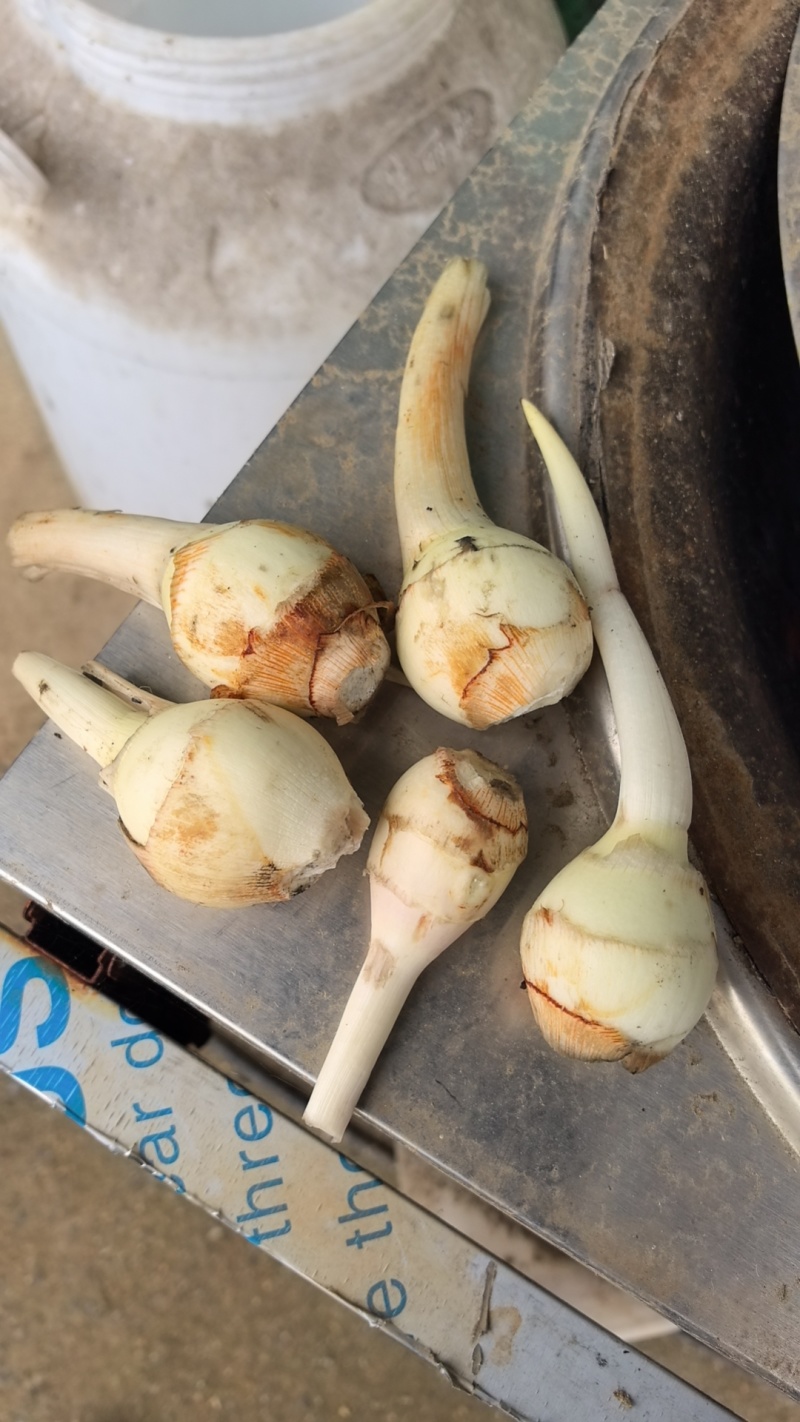 精品茨菇白茨菇产地直供，价格合理，可全国发货