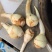 精品茨菇白茨菇产地直供，价格合理，可全国发货