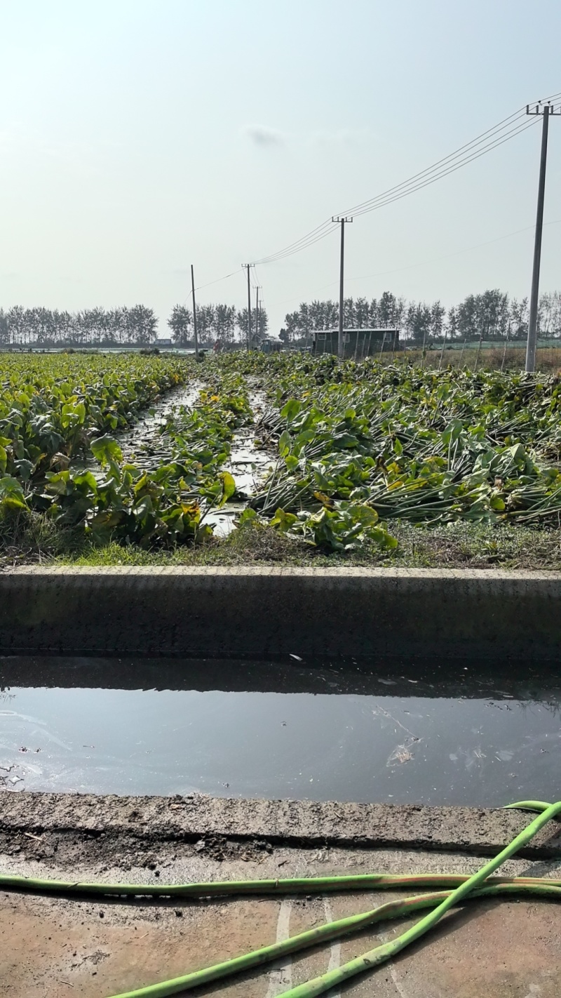 精品茨菇白茨菇产地直供，价格合理，可全国发货
