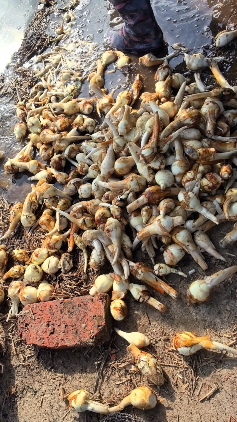 精品茨菇白茨菇产地直供，价格合理，可全国发货