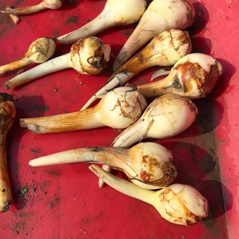 精品茨菇白茨菇产地直供，价格合理，可全国发货
