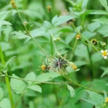 🌿鬼针草大揭秘！路边野草竟有这么多妙用😮