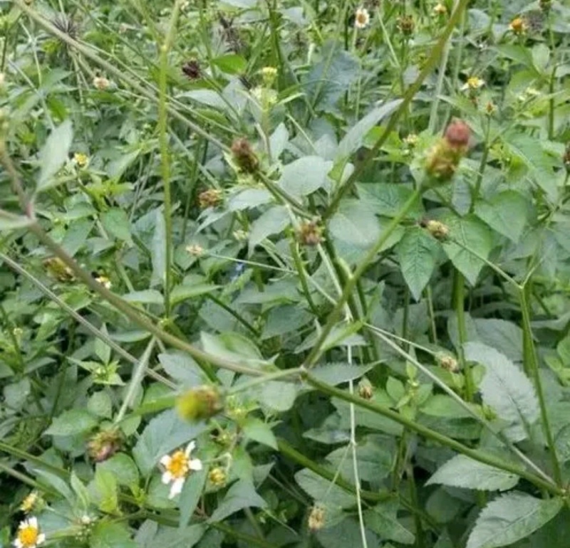 🌿鬼针草大揭秘！路边野草竟有这么多妙用😮