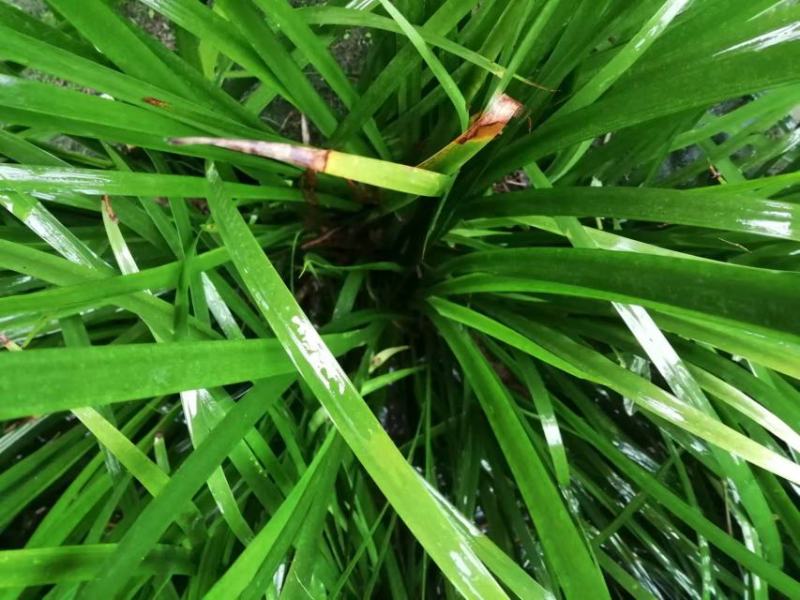 宽叶大根基地驯化石昌蒲种苗0