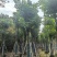秋枫骨架货15-18公分基地现货直销