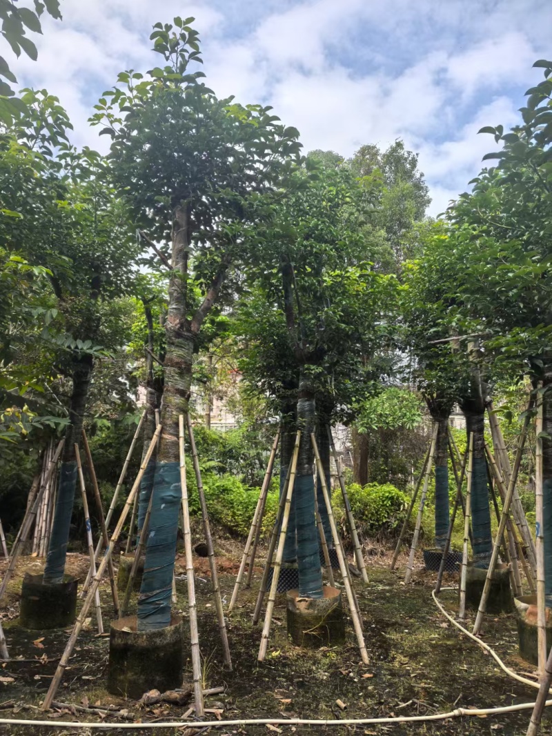 秋枫骨架货15-18公分基地现货直销