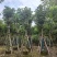 秋枫骨架货15-18公分基地现货直销