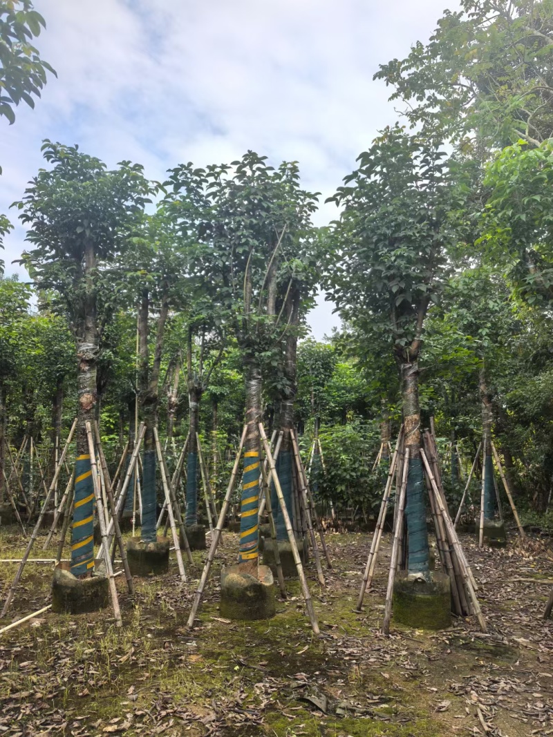 秋枫骨架货15-18公分基地现货直销