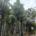 秋枫骨架货15-18公分基地现货直销