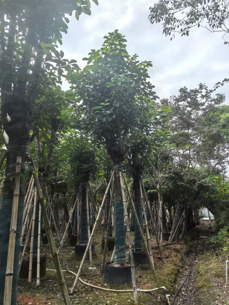 秋枫骨架货15-18公分基地现货直销