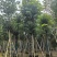 秋枫骨架货15-18公分基地现货直销