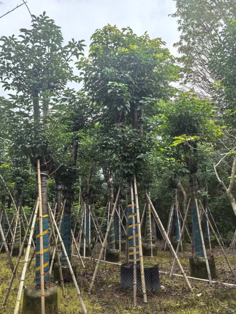 秋枫骨架货15-18公分基地现货直销