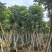 秋枫骨架货15-18公分基地现货直销