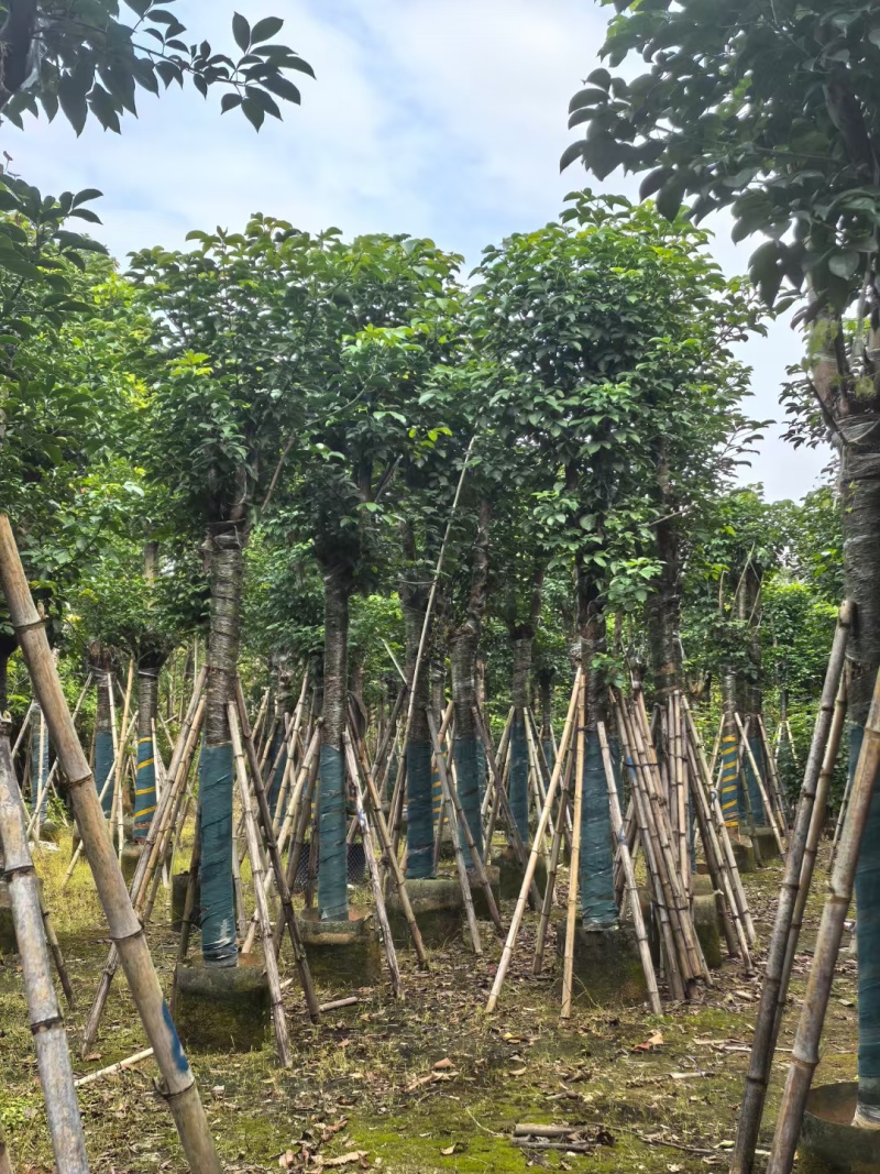 秋枫骨架货15-18公分基地现货直销