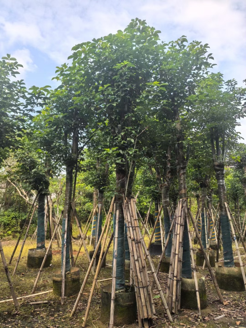 秋枫骨架货15-18公分基地现货直销