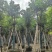 秋枫骨架货15-18公分基地现货直销