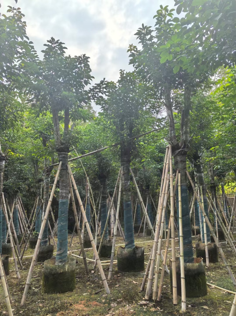 秋枫骨架货15-18公分基地现货直销