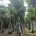 秋枫骨架货15-18公分基地现货直销