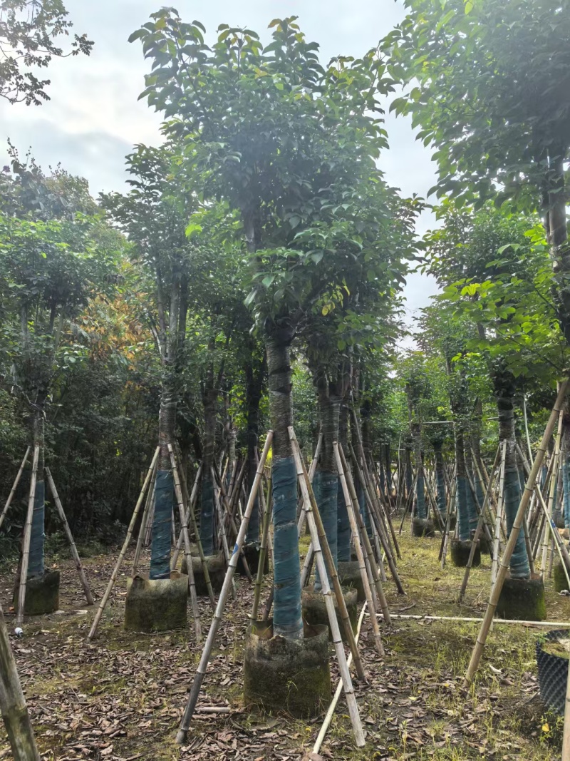 秋枫骨架货15-18公分基地现货直销