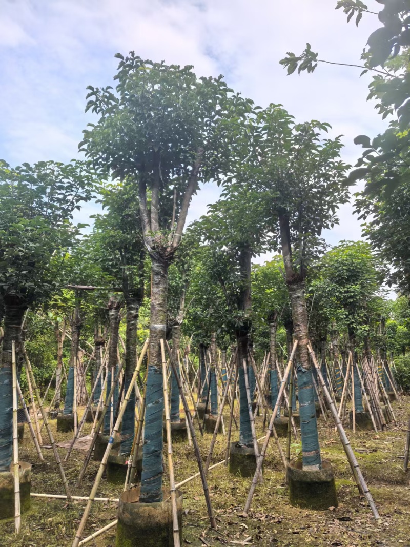 秋枫骨架货15-18公分基地现货直销