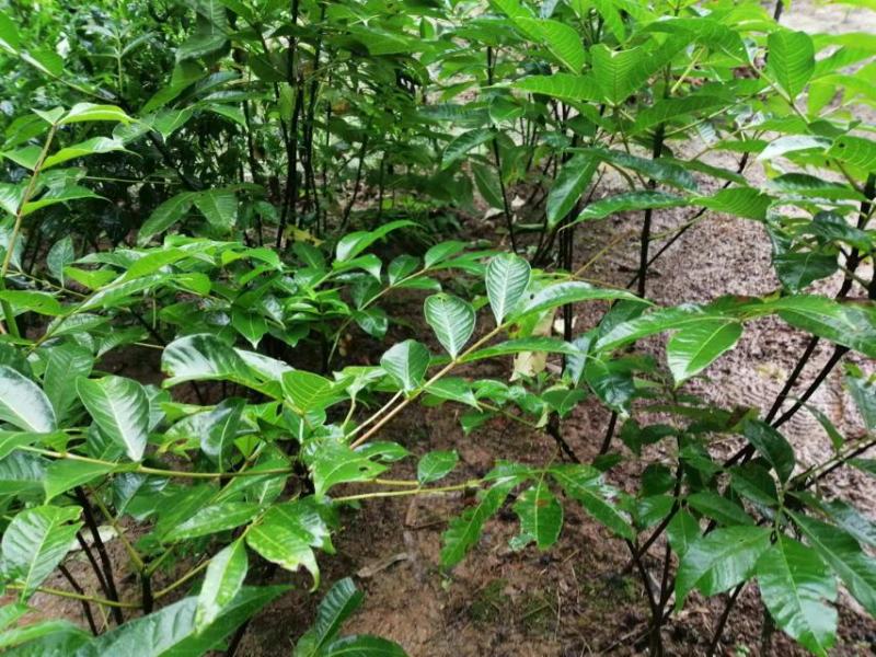 吴茱萸种苗20一50公分，5元一苗，十苗起发。