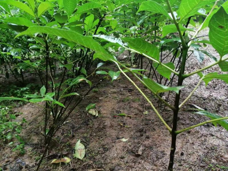 吴茱萸种苗20一50公分，5元一苗，十苗起发。