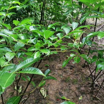吴茱萸种苗20一50公分，5元一苗，十苗起发。