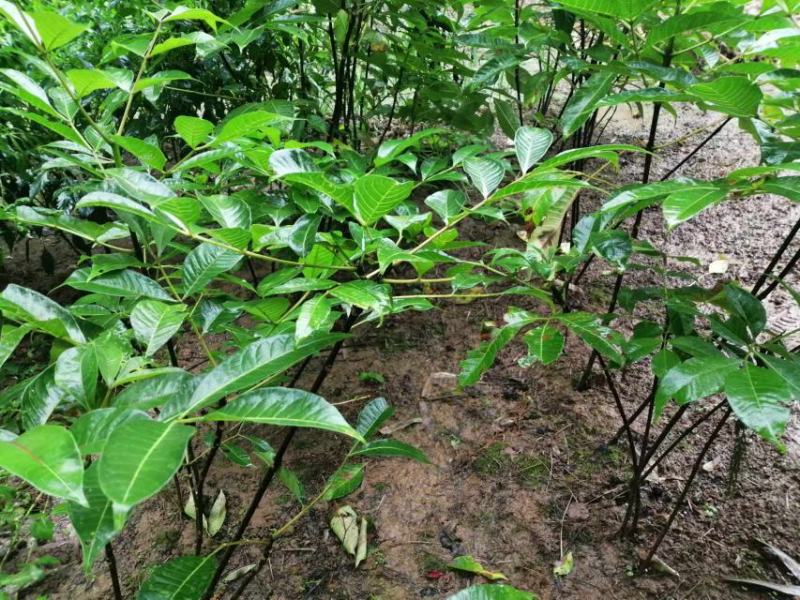 吴茱萸种苗20一50公分，5元一苗，十苗起发。