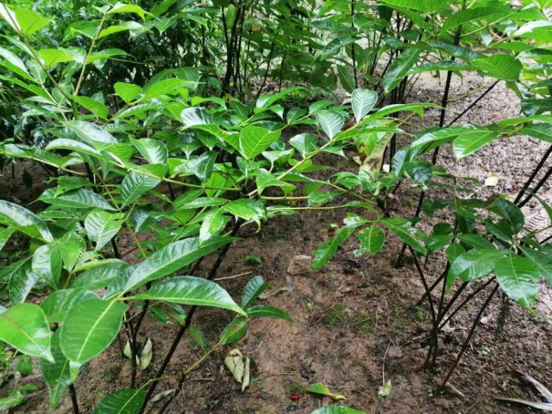 吴茱萸种苗20一50公分，5元一苗，十苗起发。