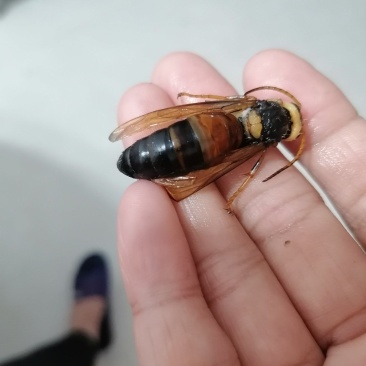 野生虎头蜂黑尾金环