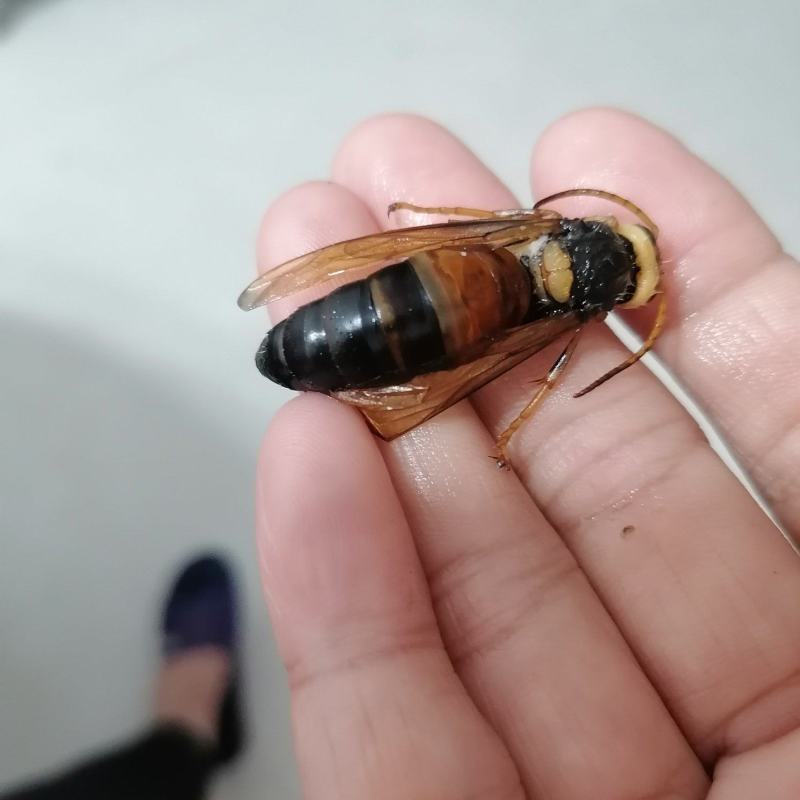 野生虎头蜂黑尾金环