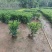 非洲茉莉40-50-60-70-80高。基地直销自家货