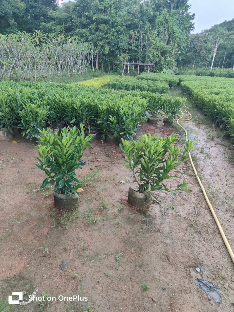 非洲茉莉40-50-60-70-80高。基地直销自家货