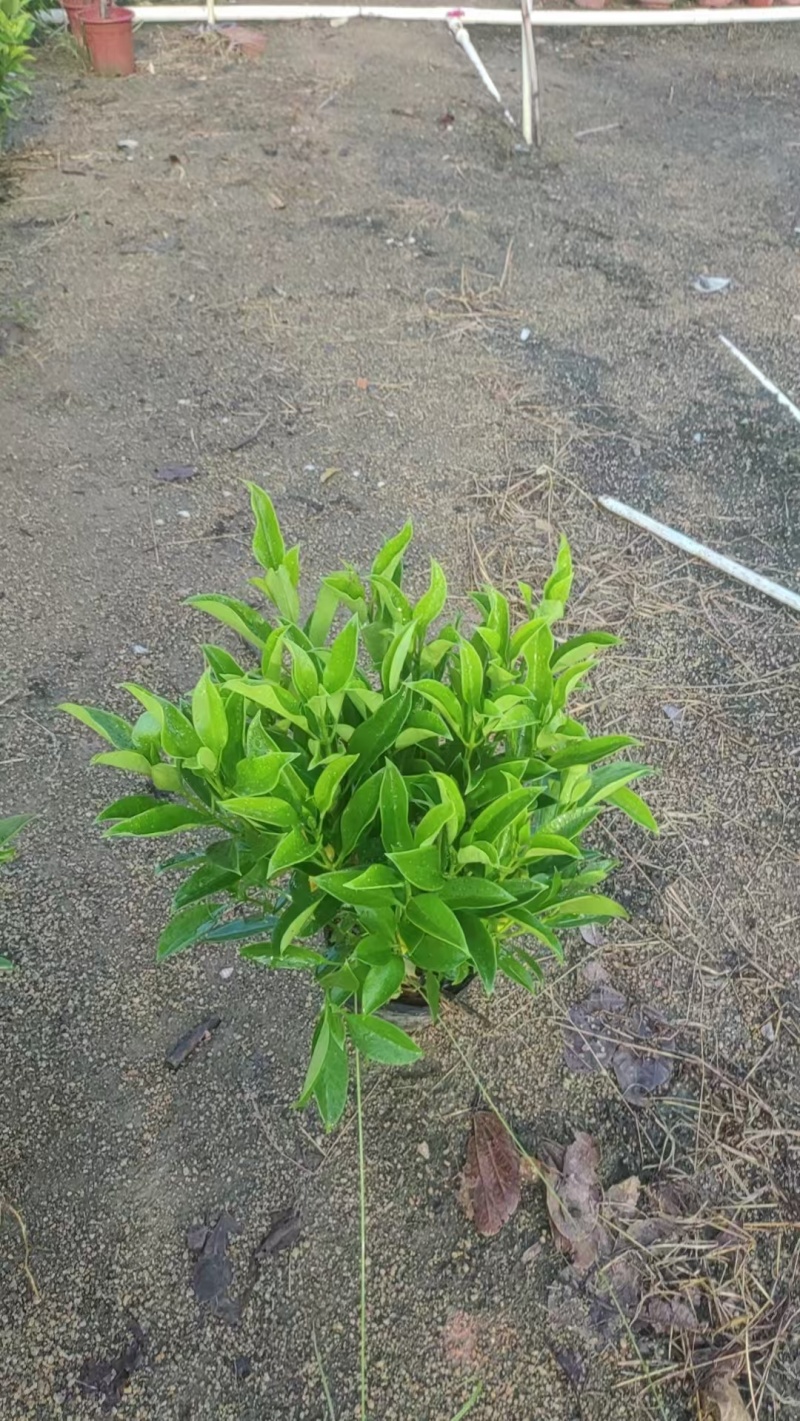非洲茉莉40-50-60-70-80高。基地直销自家货