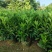 非洲茉莉40-50-60-70-80高。基地直销自家货