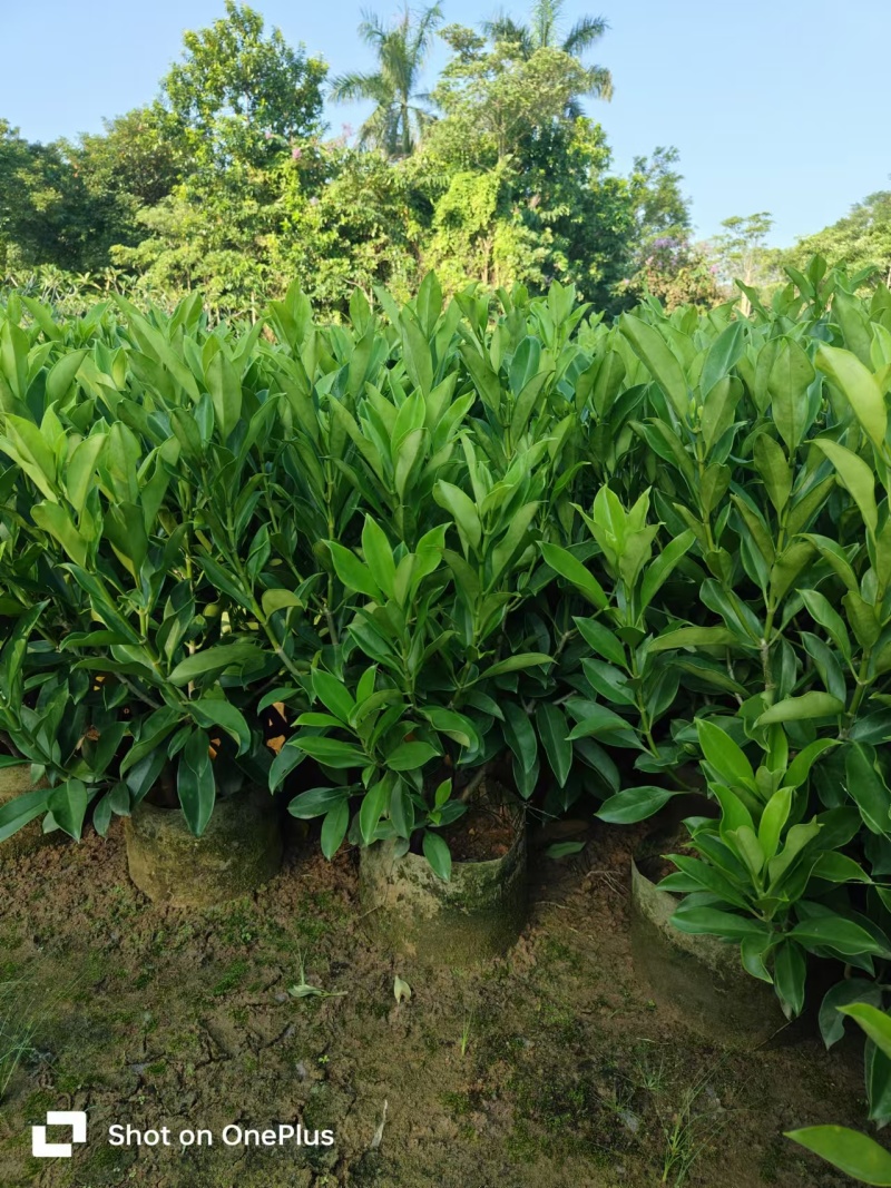 非洲茉莉40-50-60-70-80高。基地直销自家货