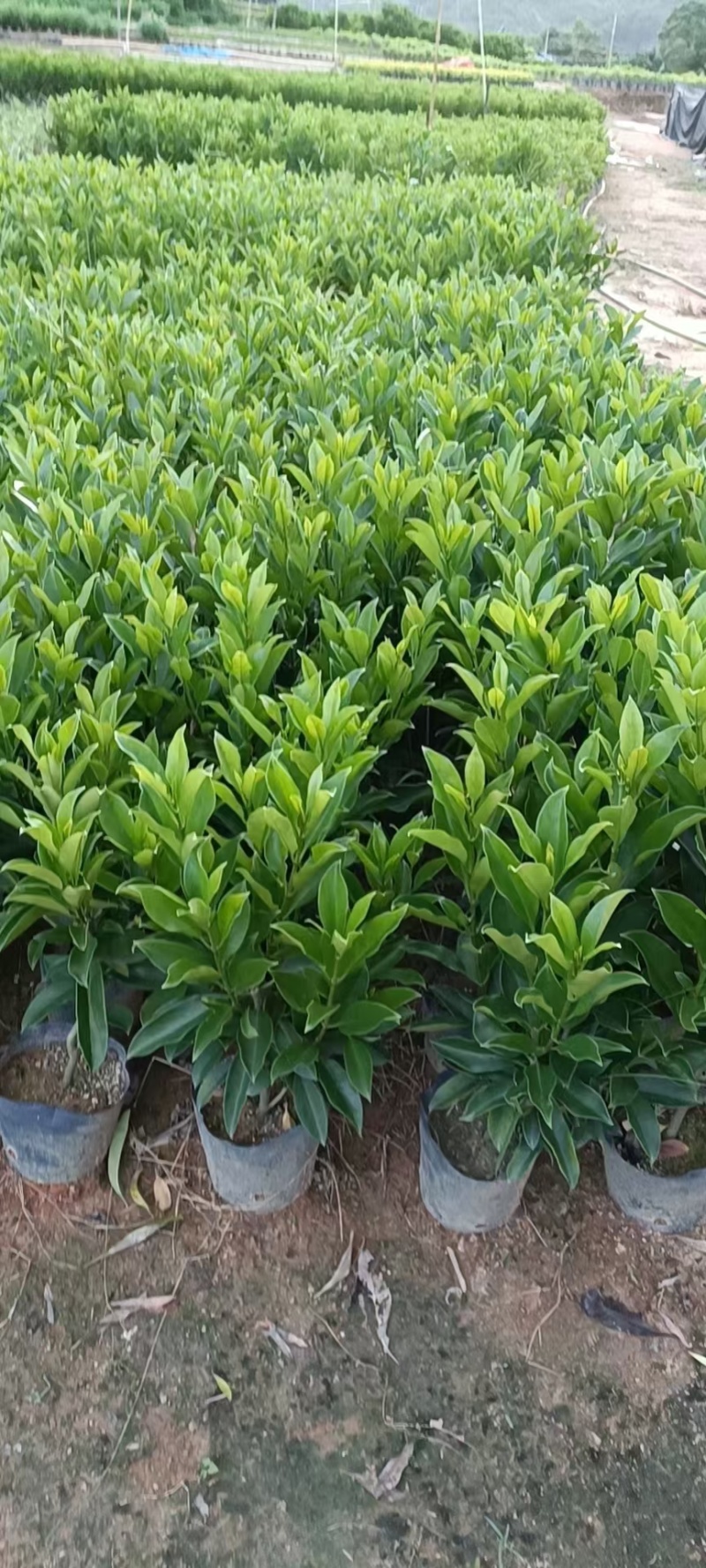 非洲茉莉40-50-60-70-80高。基地直销自家货