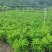 非洲茉莉40-50-60-70-80高。基地直销自家货
