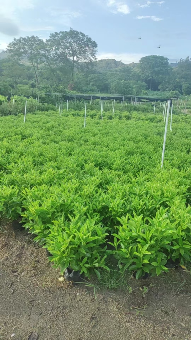 非洲茉莉40-50-60-70-80高。基地直销自家货