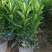 非洲茉莉40-50-60-70-80高。基地直销自家货
