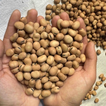 【实力推荐】蚕豆羊眼豆量大质优价格优惠支持视频看货