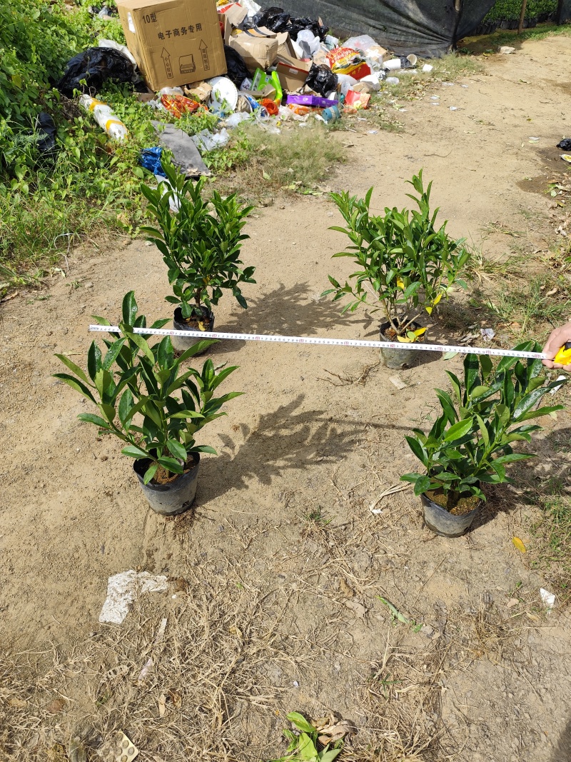 非洲茉莉40-50-60-70-80高。基地直销自家货
