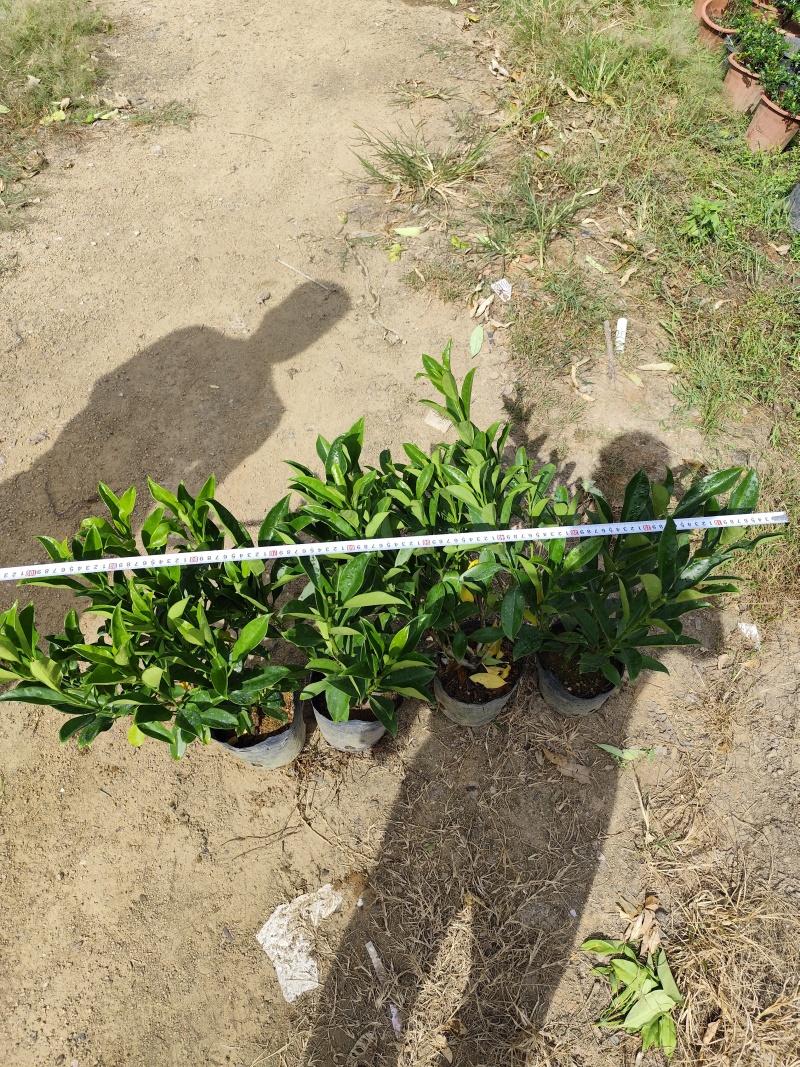 非洲茉莉40-50-60-70-80高。基地直销自家货