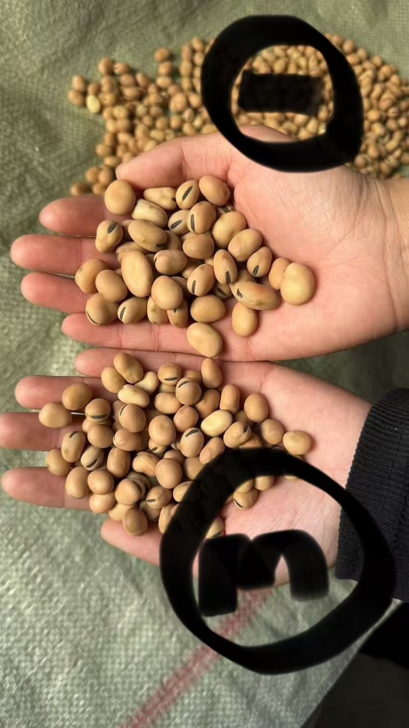 【实力推荐】蚕豆羊眼豆量大质优价格优惠支持视频看货