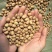 【实力推荐】蚕豆羊眼豆量大质优价格优惠支持视频看货