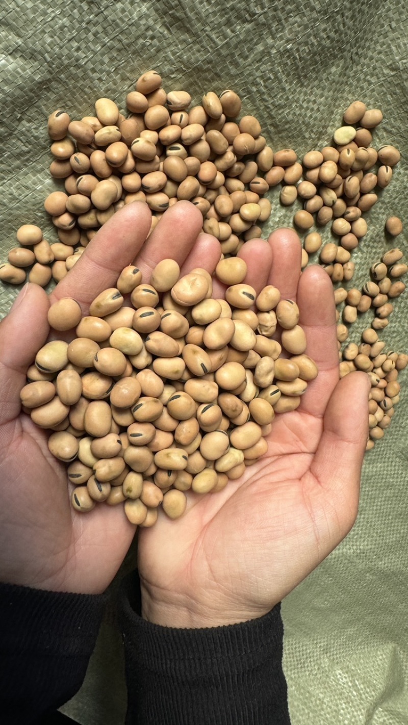 【实力推荐】蚕豆羊眼豆量大质优价格优惠支持视频看货