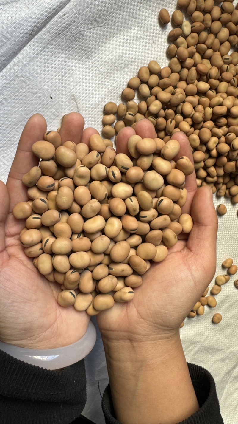 【实力推荐】蚕豆羊眼豆量大质优价格优惠支持视频看货