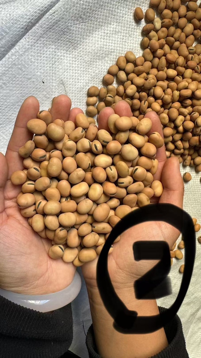 【实力推荐】蚕豆羊眼豆量大质优价格优惠支持视频看货