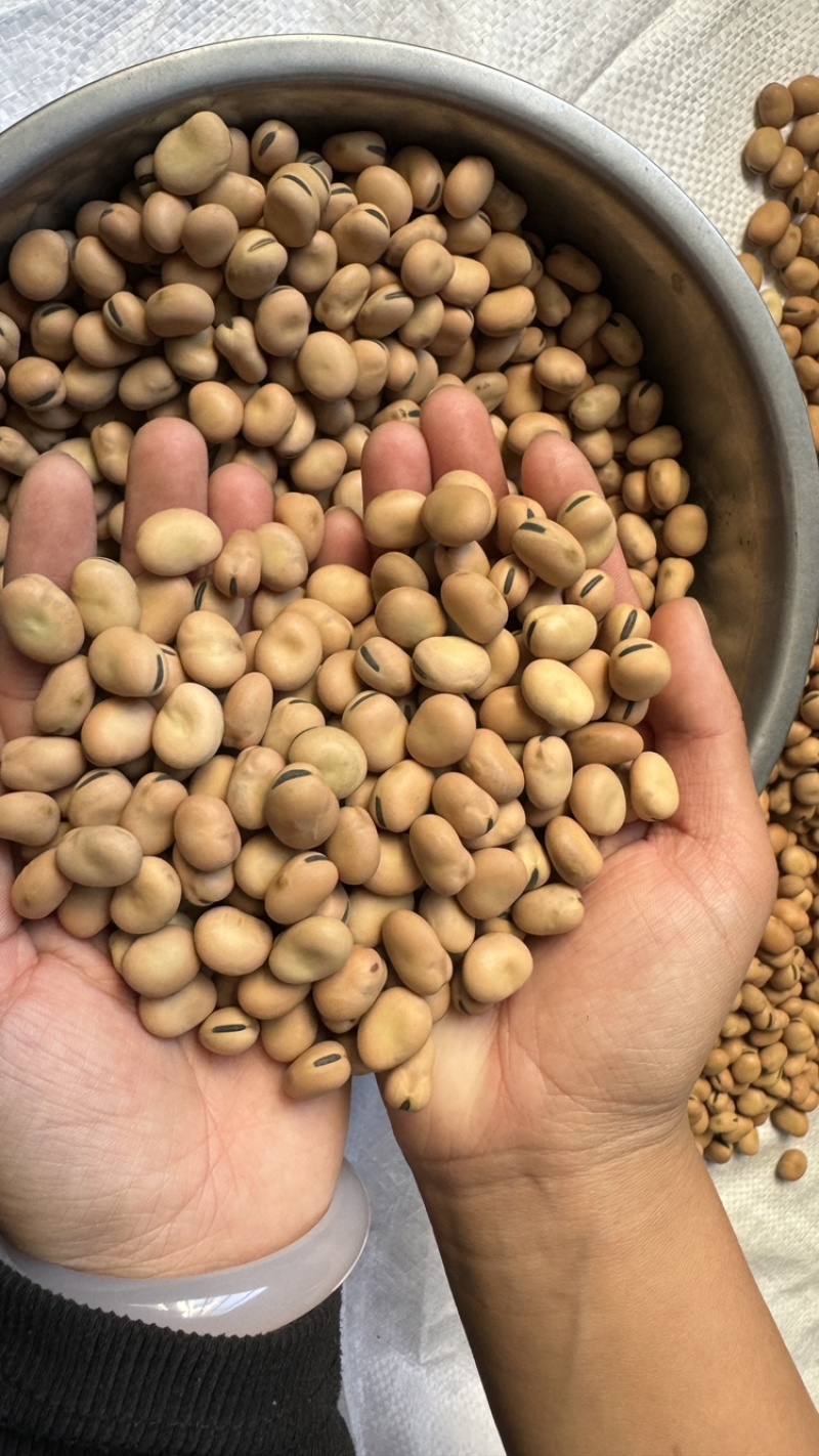 【实力推荐】蚕豆羊眼豆量大质优价格优惠支持视频看货