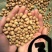 【实力推荐】蚕豆羊眼豆量大质优价格优惠支持视频看货
